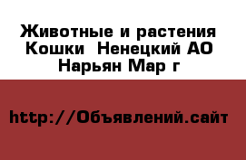 Животные и растения Кошки. Ненецкий АО,Нарьян-Мар г.